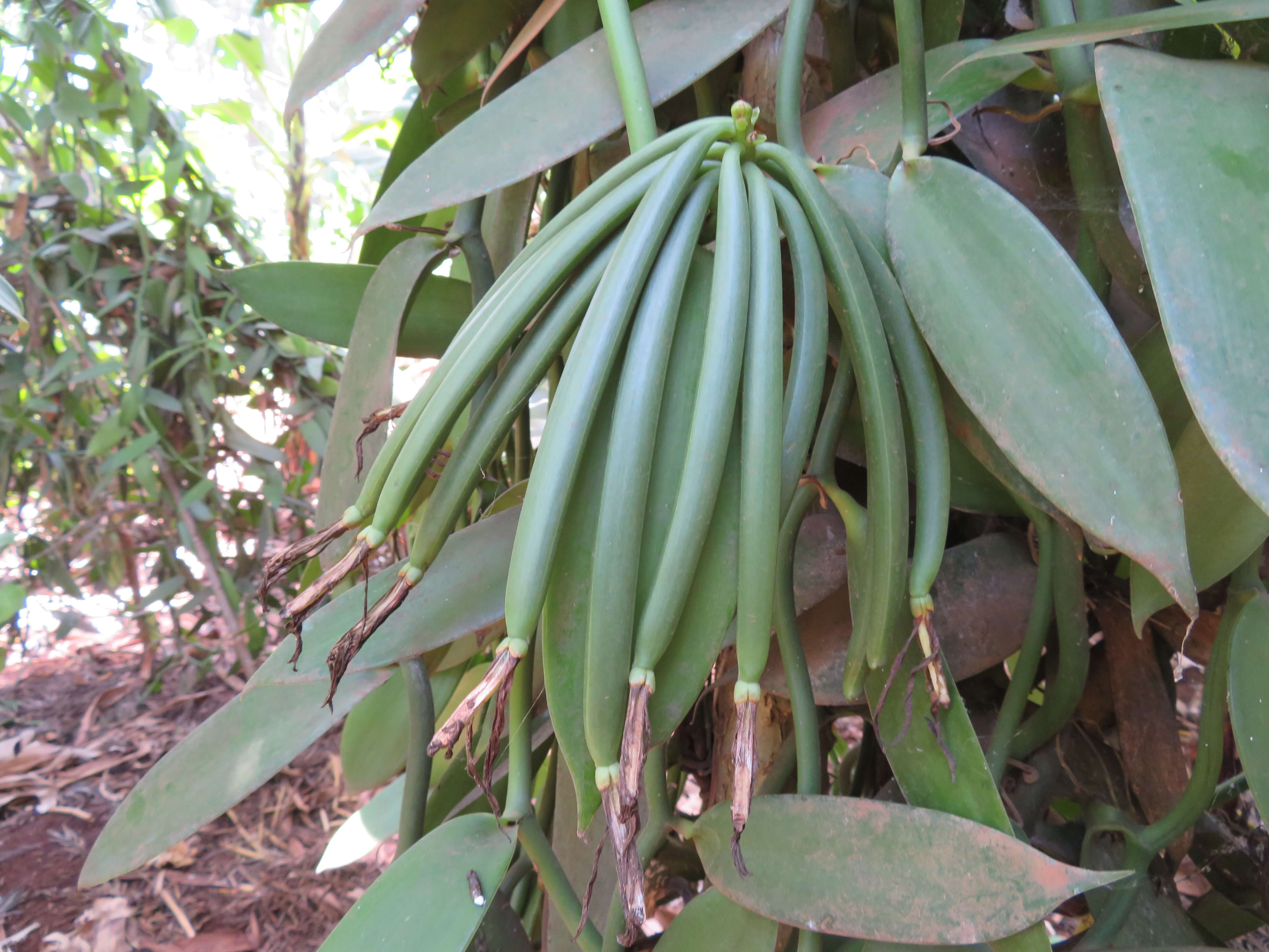 10 ca. 15 cm lange Afrika Vanilleschoten | PEMACABU