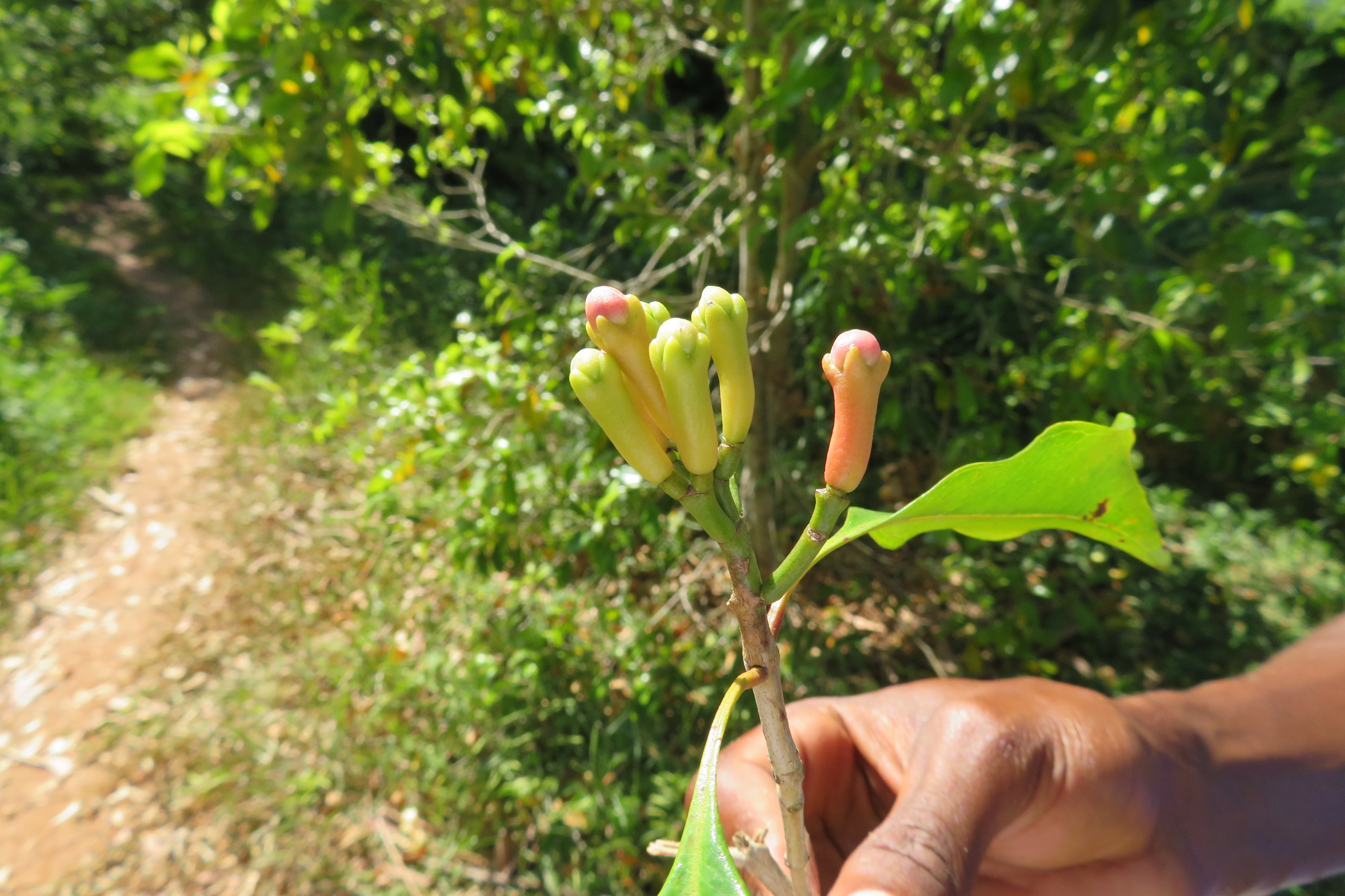 Nelken am Strauch auf sansibar