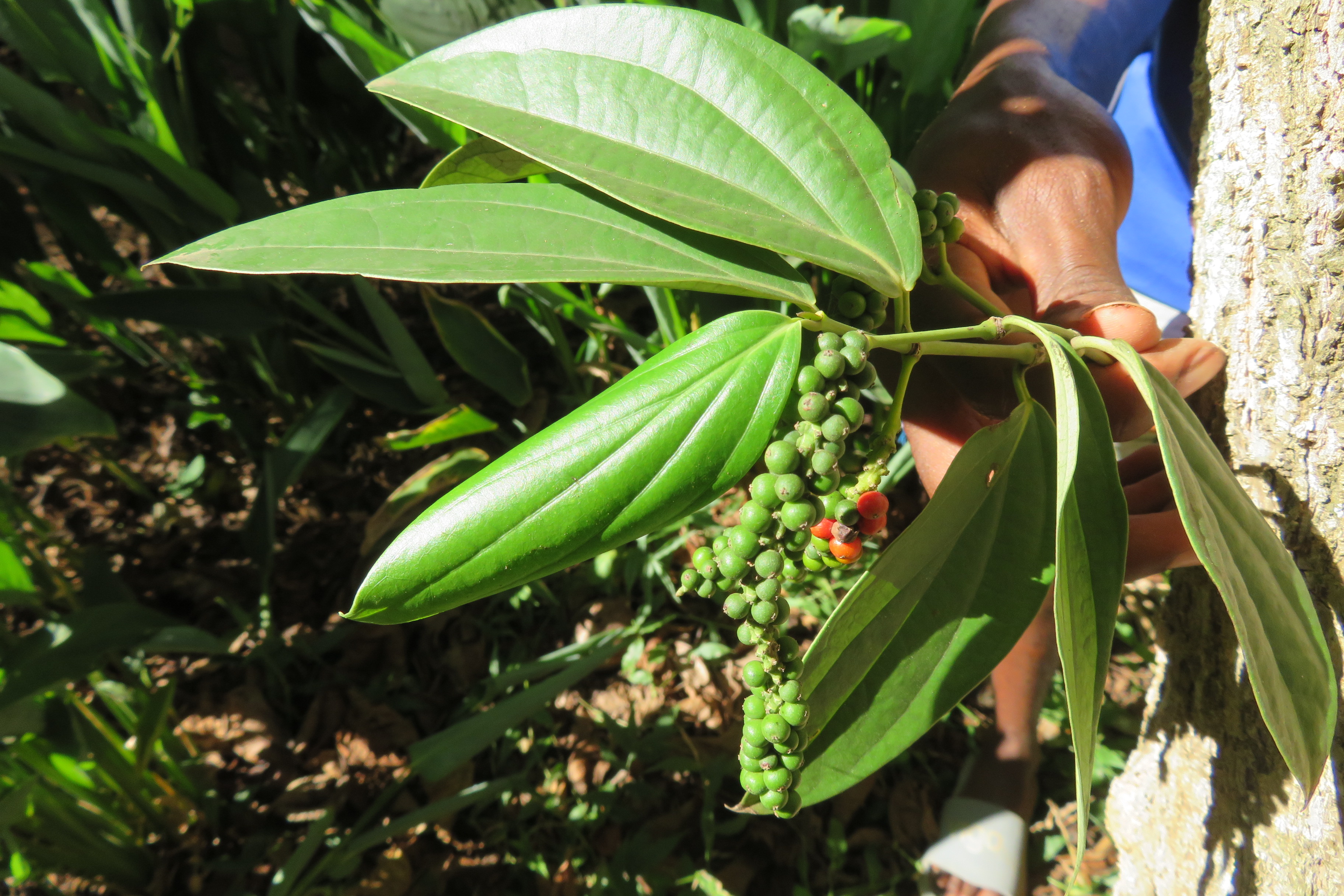 Pfeffer aus Sansibar am Strauch